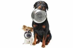 Consigli alimentazione dei cani