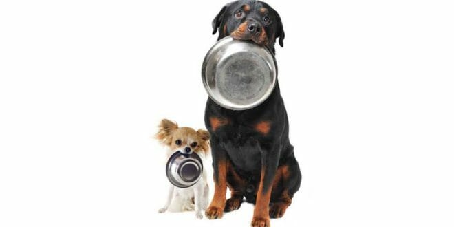 Consigli alimentazione dei cani