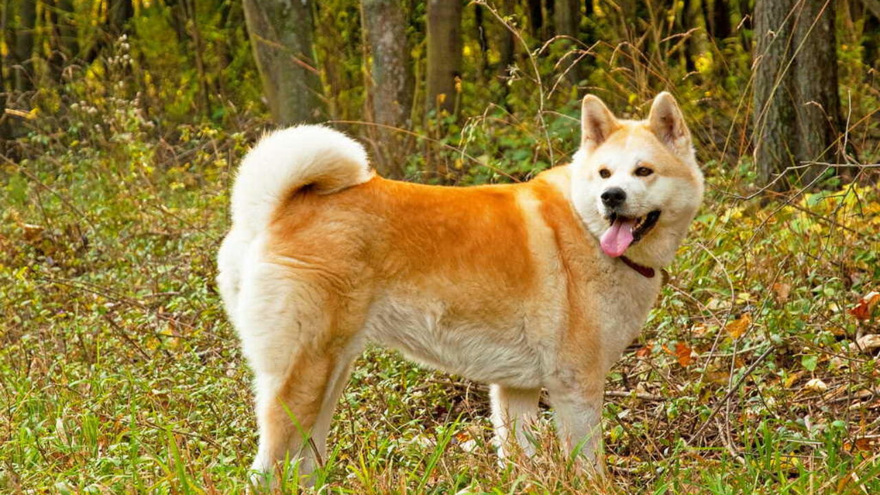 Akita Inu Hachiko E Affettuoso Ma Impegnativo Consigli