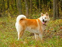 Cane Akita-Inu