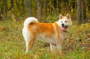 Cane Akita-Inu