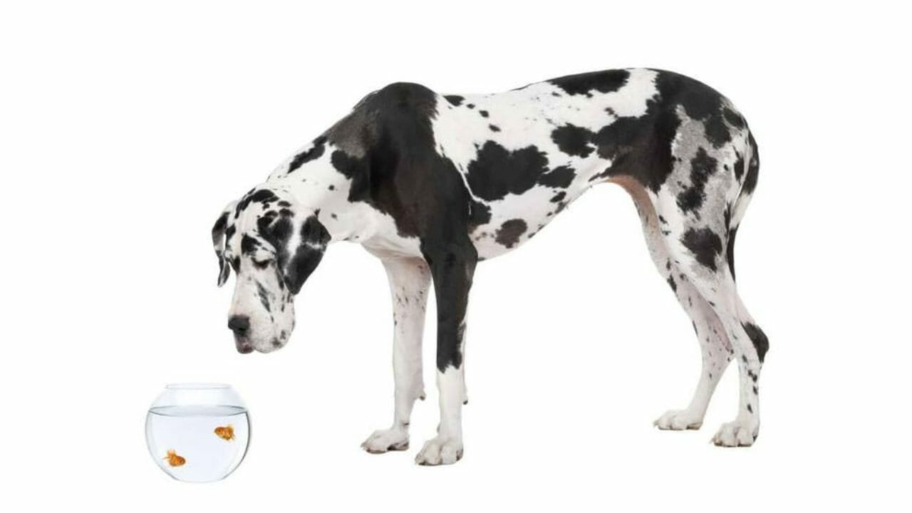 Cane Alano Le Varieta E Come Curarlo Consigli Animali Domestici