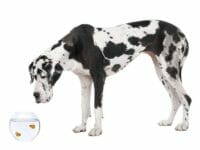 Un cane Alano
