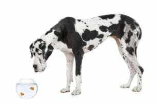 Un cane Alano