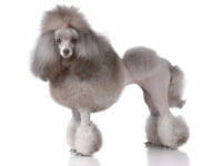 Cane Barboncino