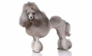 Cane Barboncino
