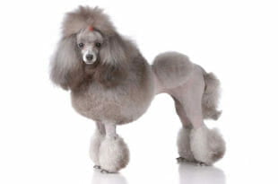Cane Barboncino