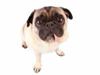 Carlino: cane simpatia!