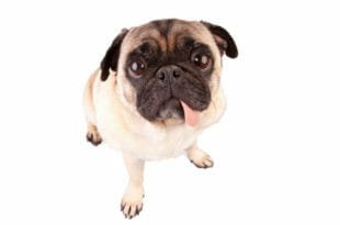 Carlino: cane simpatia!