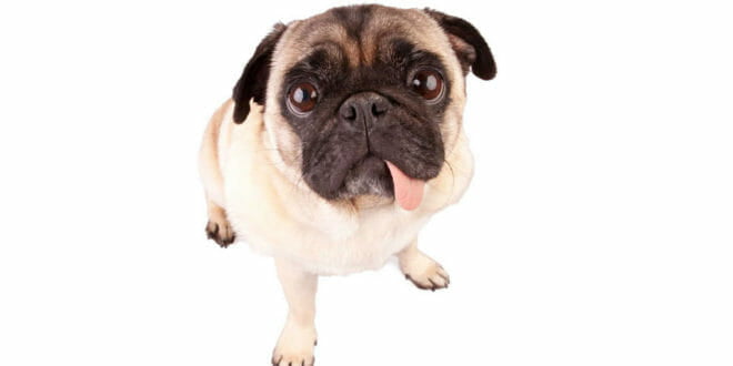 Carlino: cane simpatia!