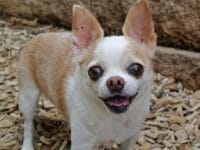 Un simpatico chihuahua