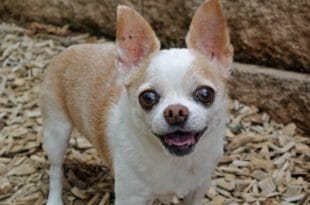 Un simpatico chihuahua