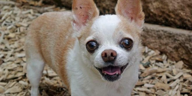 Un simpatico chihuahua