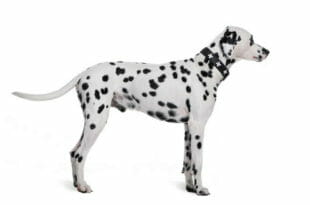 Cane Dalmata