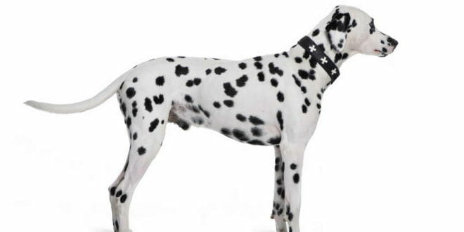 Cane Dalmata
