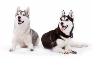 Cane Siberian Husky