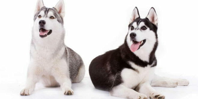 Cane Siberian Husky