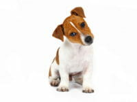 Cane Jack Russel