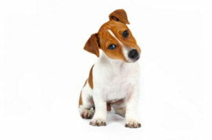 Cane Jack Russel