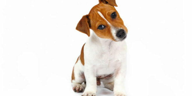 Cane Jack Russel