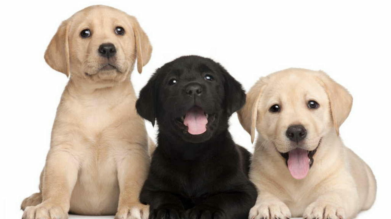 Il Labrador Cane Per Bambini E Non Solo Consigli Animali Domestici