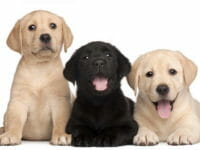 Cani labrador neri e marrone