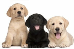 Cani labrador neri e marrone