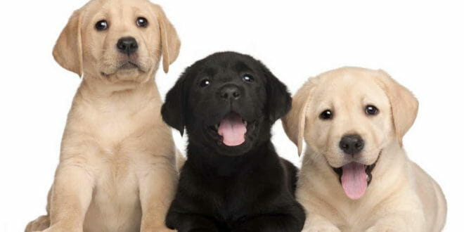 Il Labrador Cane Per Bambini E Non Solo Consigli Animali Domestici