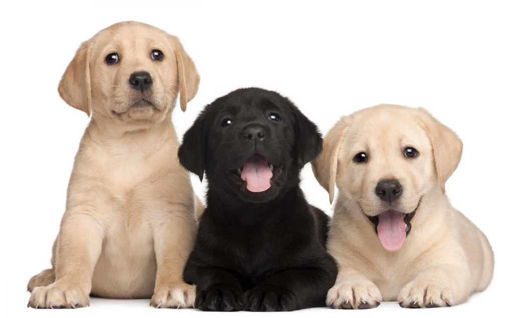 Il Labrador Cane Per Bambini E Non Solo Consigli Animali Domestici