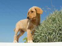 Un cane meticcio