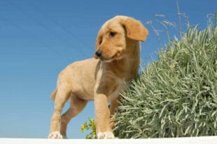 Un cane meticcio