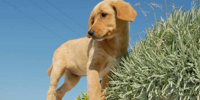 Cane Meticcio Caratteristiche E Falsi Miti Consigli Animali Domestici