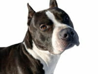 Cane Pitbull razza