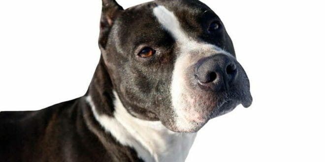 Cane Pitbull razza
