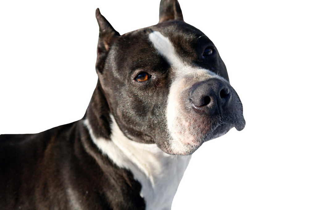 Cane Meticcio Caratteristiche E Falsi Miti Consigli Animali