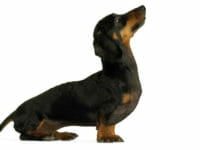 Cane bassotto