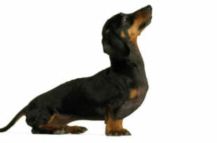 Cane bassotto