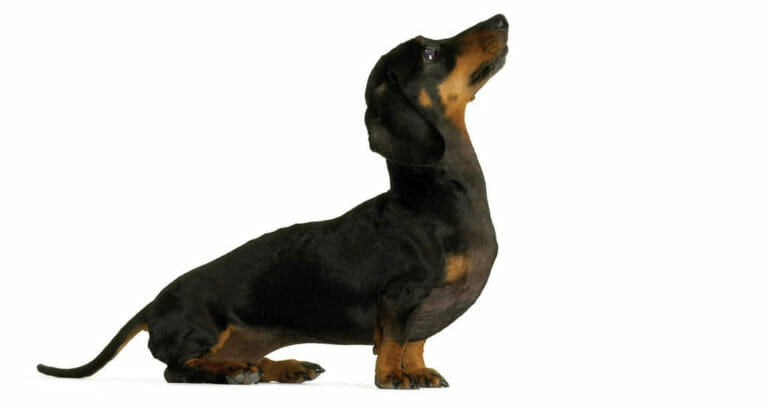 Orecchini Pendenti A Forma Di Bassotto - Acrilico Nero Con Cuore E Papillon - Gioielli Per Amanti Dei Cani