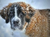 Il cane di razza San Bernardo