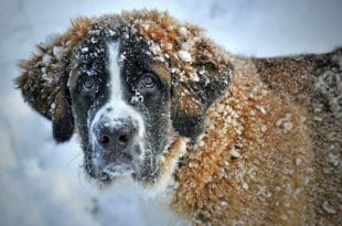 Il cane di razza San Bernardo
