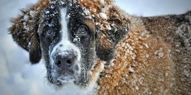 Il cane di razza San Bernardo