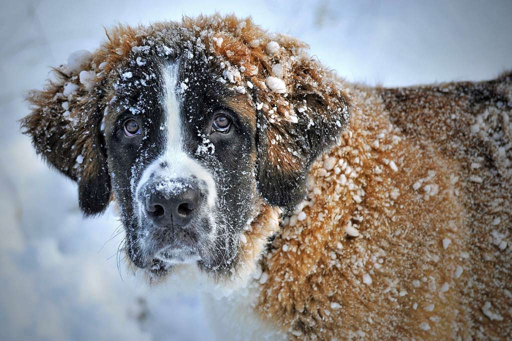 I Cani Maltesi Caratteristiche Consigli Animali Domestici
