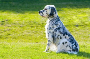 Cane Setter Inglese