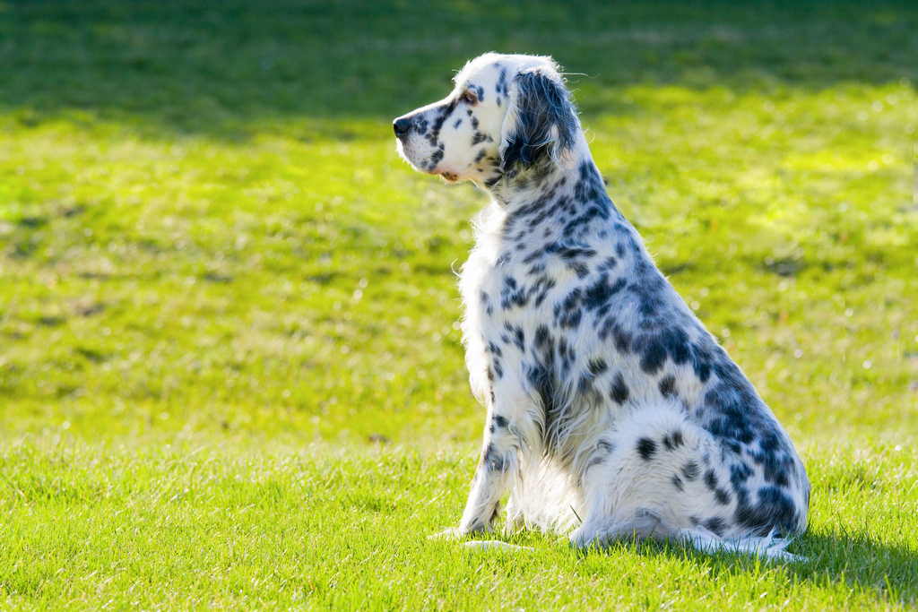 Setter Inglese Il Cane Da Caccia Consigli Animali Domestici