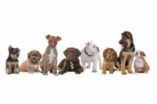 Cuccioli di cane, quale scegliere?