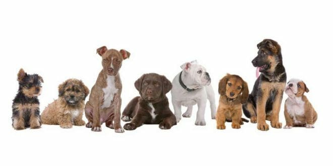 Cuccioli di cane, quale scegliere?