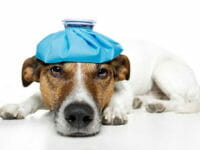Le malattie del cane