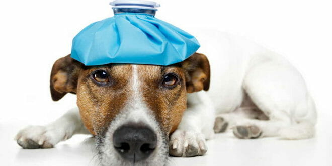 Le malattie del cane