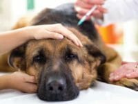 Vaccinazioni per il cane