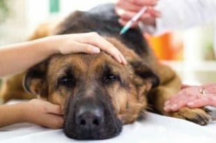 Vaccinazioni per il cane